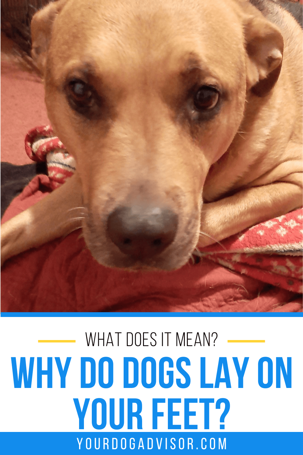 Why Do Dogs Lay on Your Feet? What Does It Mean? Your Dog Advisor