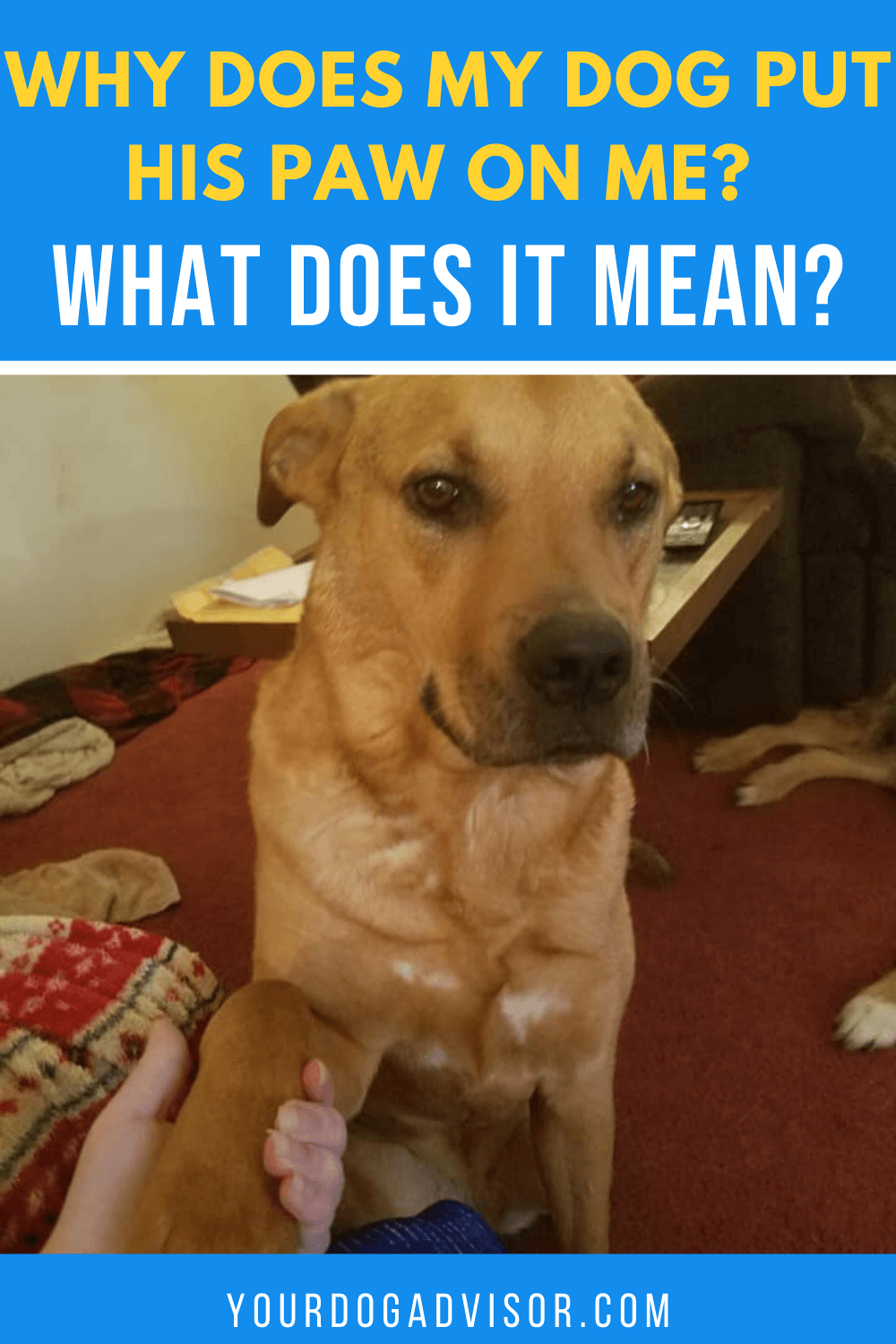Why Does My Dog Put His Paw On Me? What Does It Mean? Your Dog Advisor