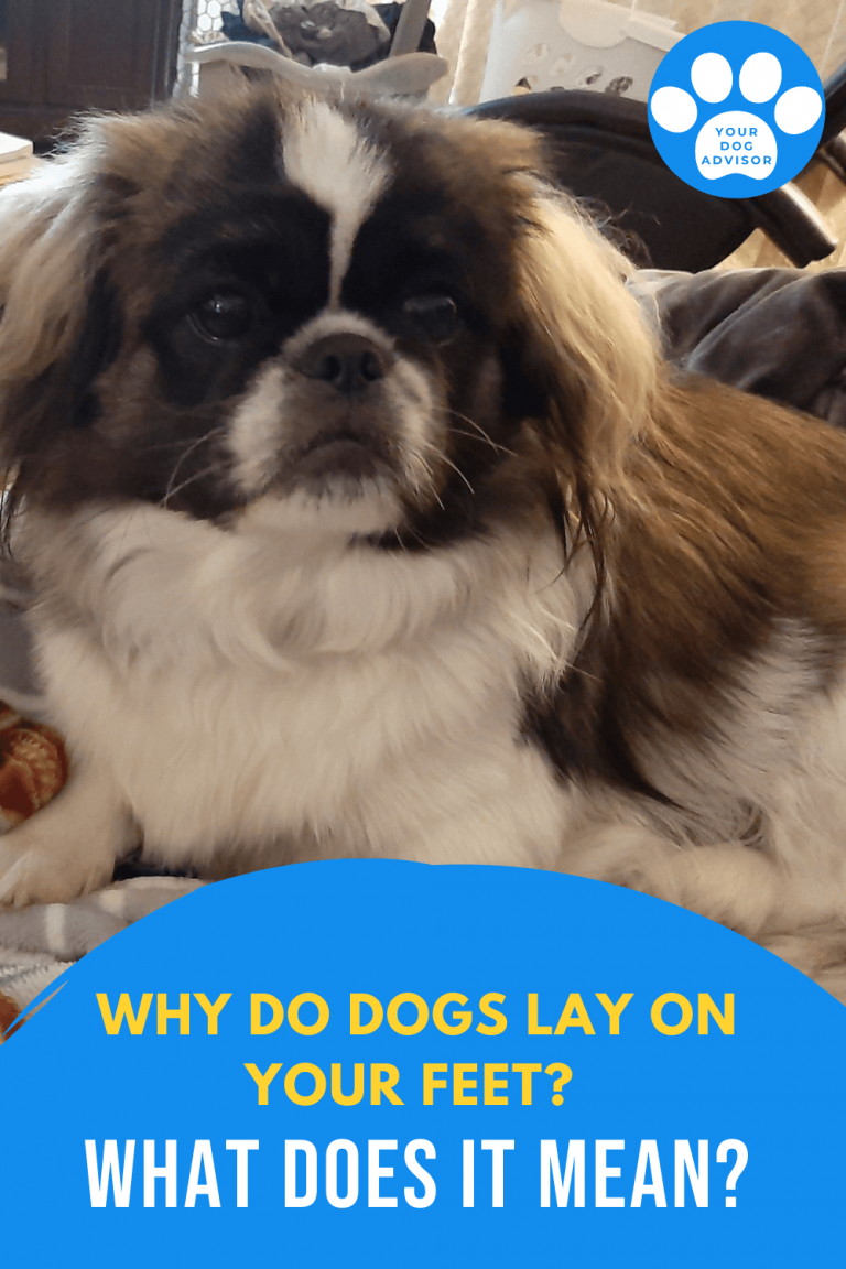 Why Do Dogs Lay on Your Feet? What Does It Mean? Your Dog Advisor