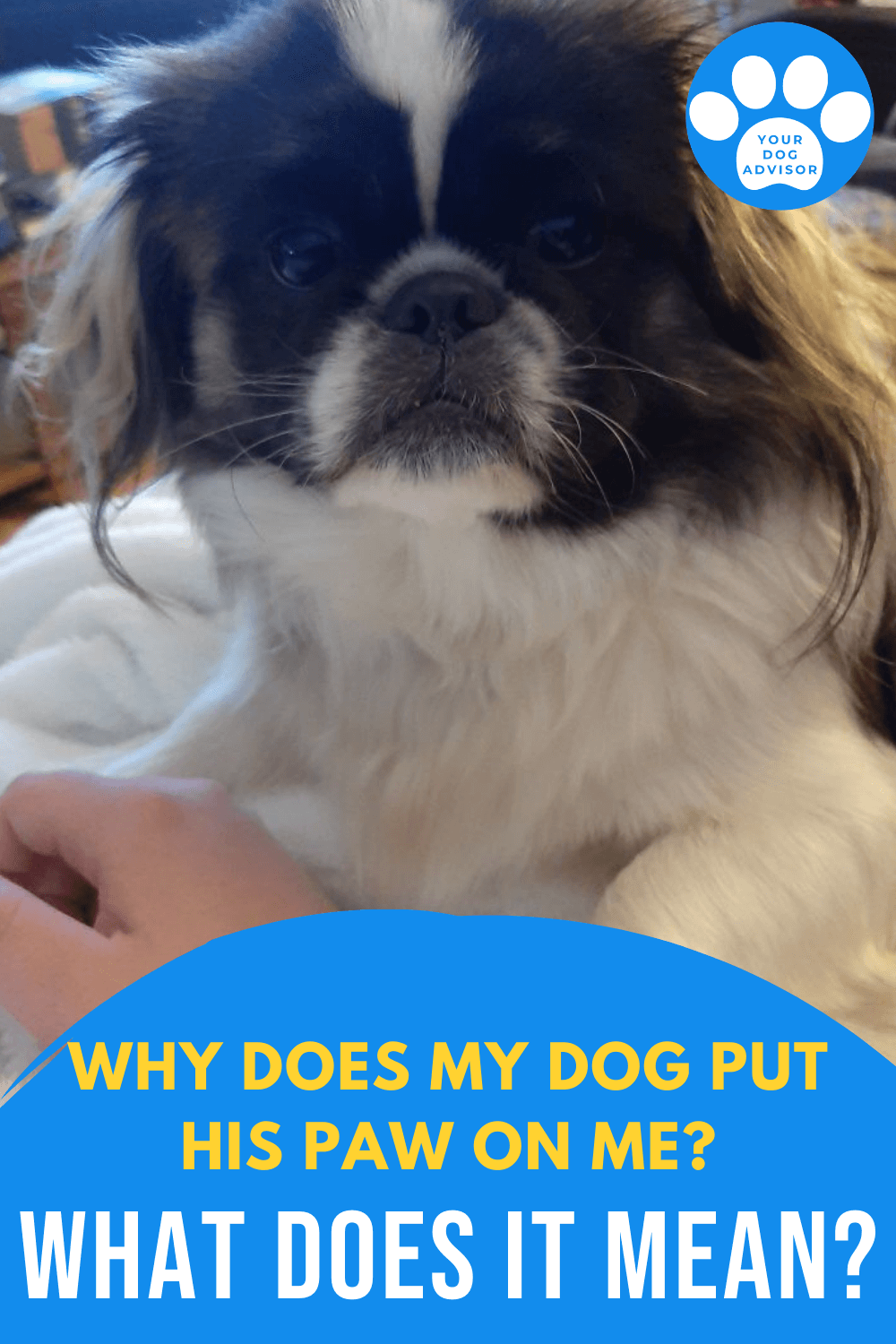 Why Does My Dog Put His Paw On Me? What Does It Mean? Your Dog Advisor