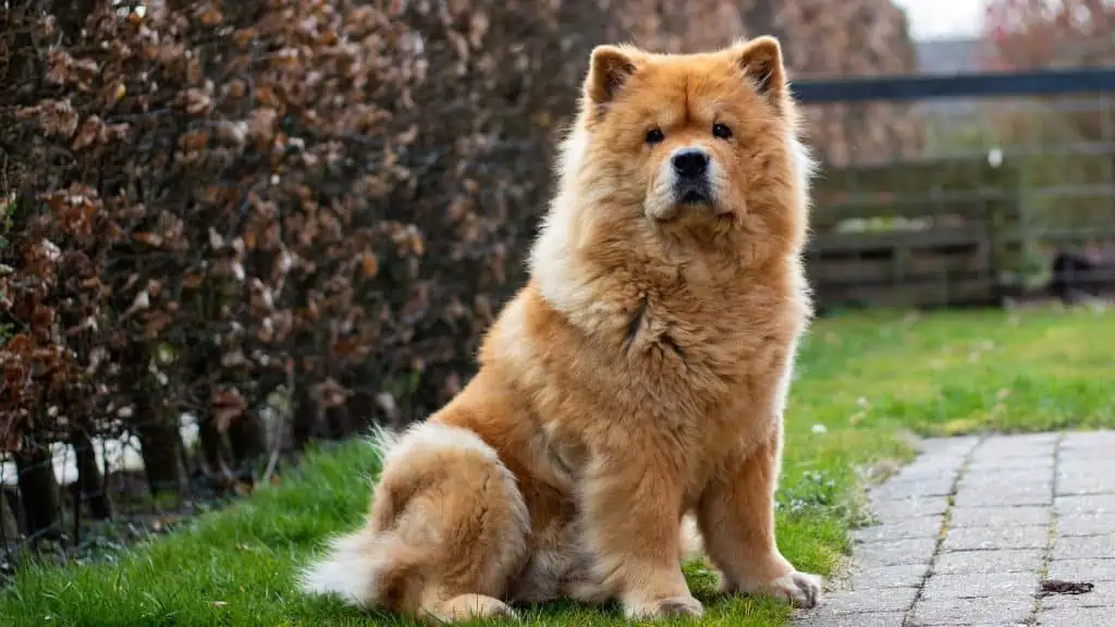 7. chow chow