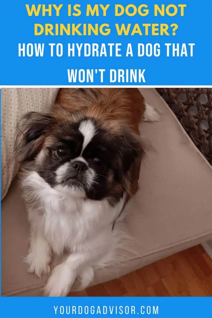 8 dog not drinking