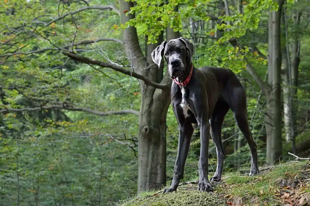 8. great dane