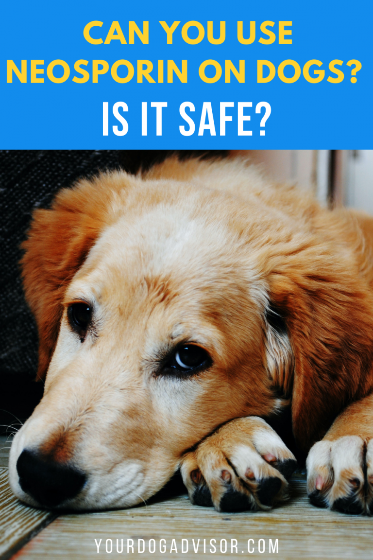 Can You Use Neosporin on Dogs? Is It Safe + Pros and Cons Your Dog