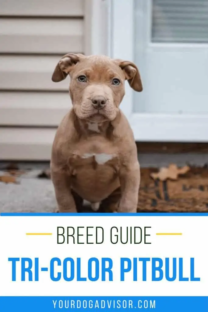 Blue tri best sale color pitbull