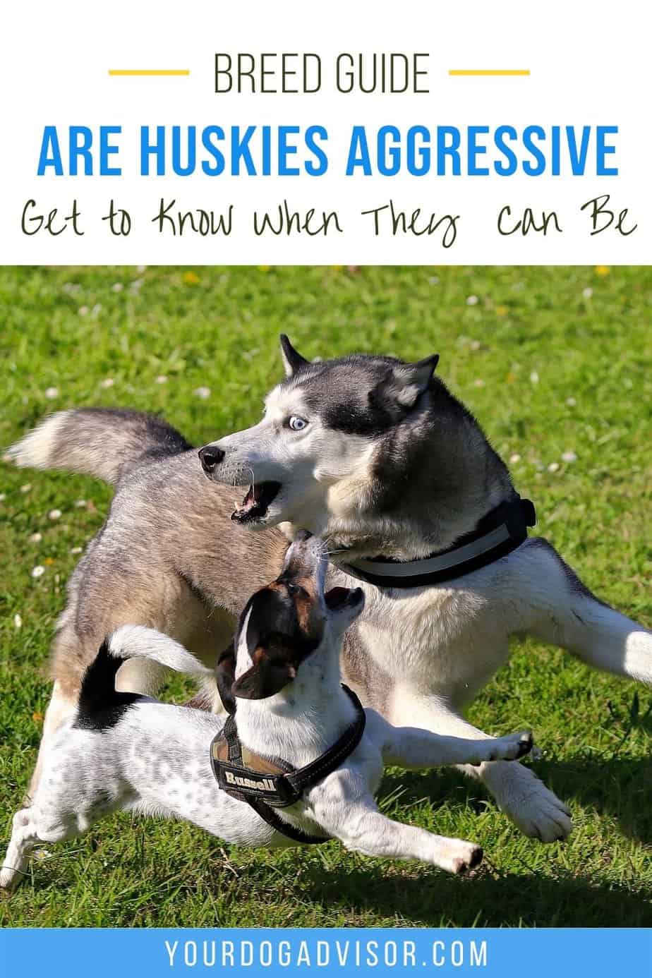 Are Huskies Aggressive? Get to Know When They Can Be Your Dog Advisor