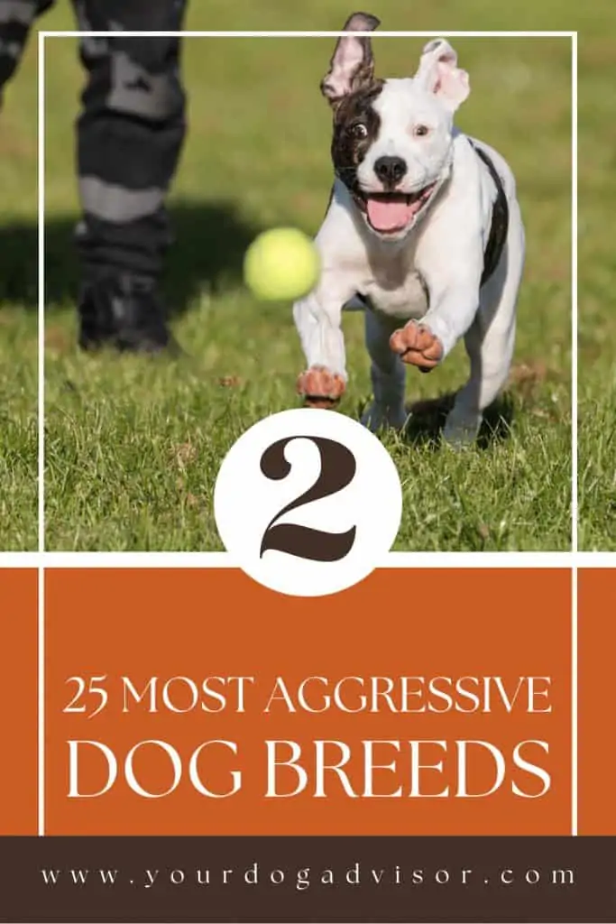 most aggressive dog breeds