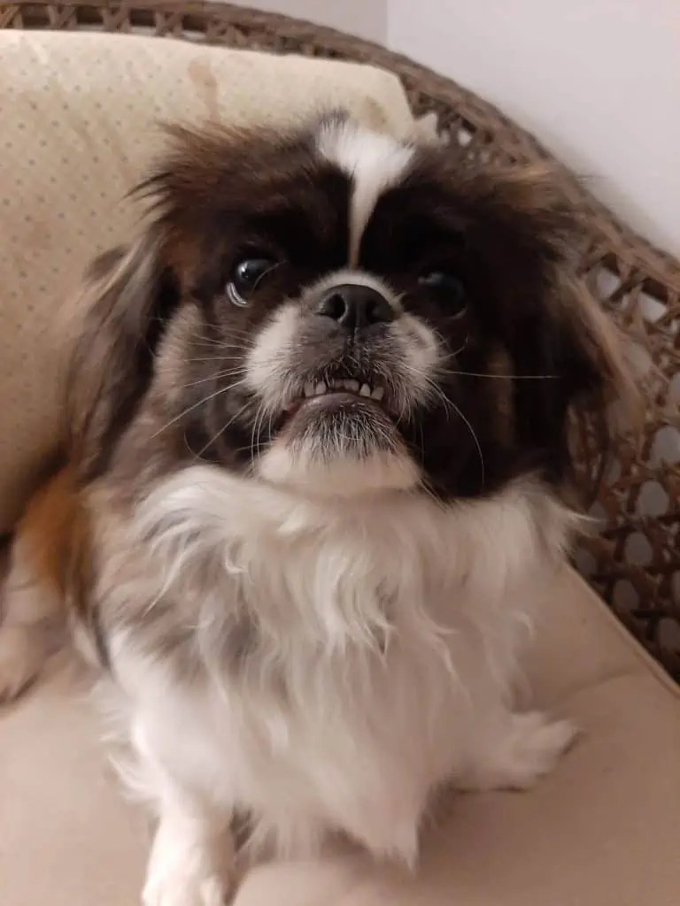 1 puppy in chair looking up