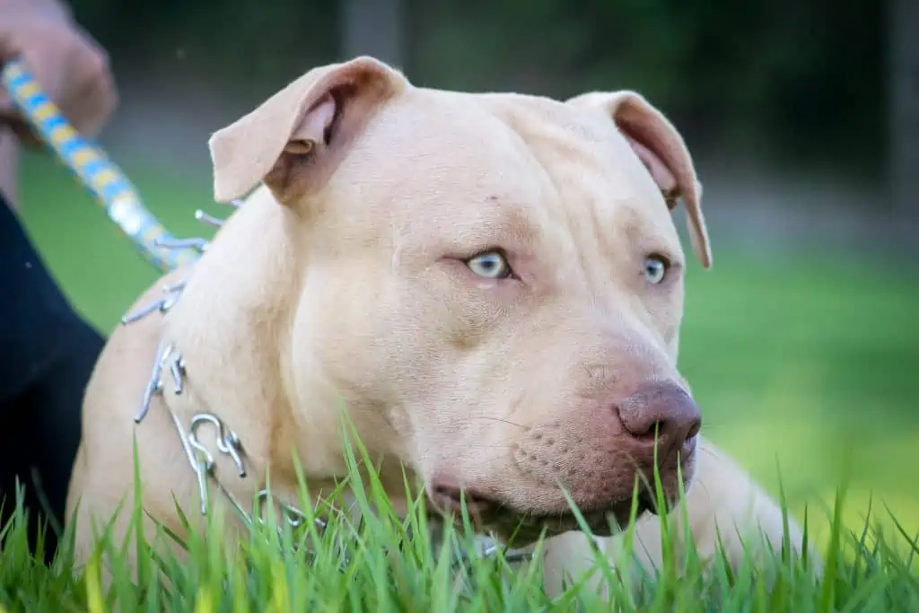 2 pitbull sitting in the ground