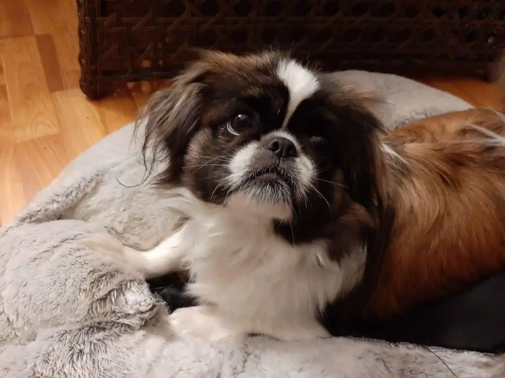 2 puppy looking up on bed