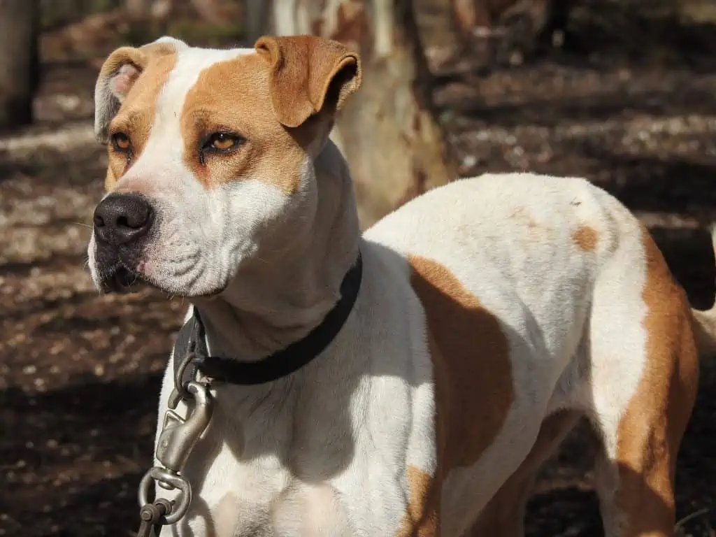 3 pitbull standing