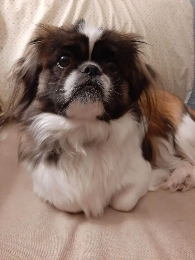 3 puppy looking up on chair