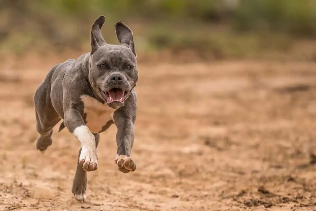 4 pitbull running after the ball