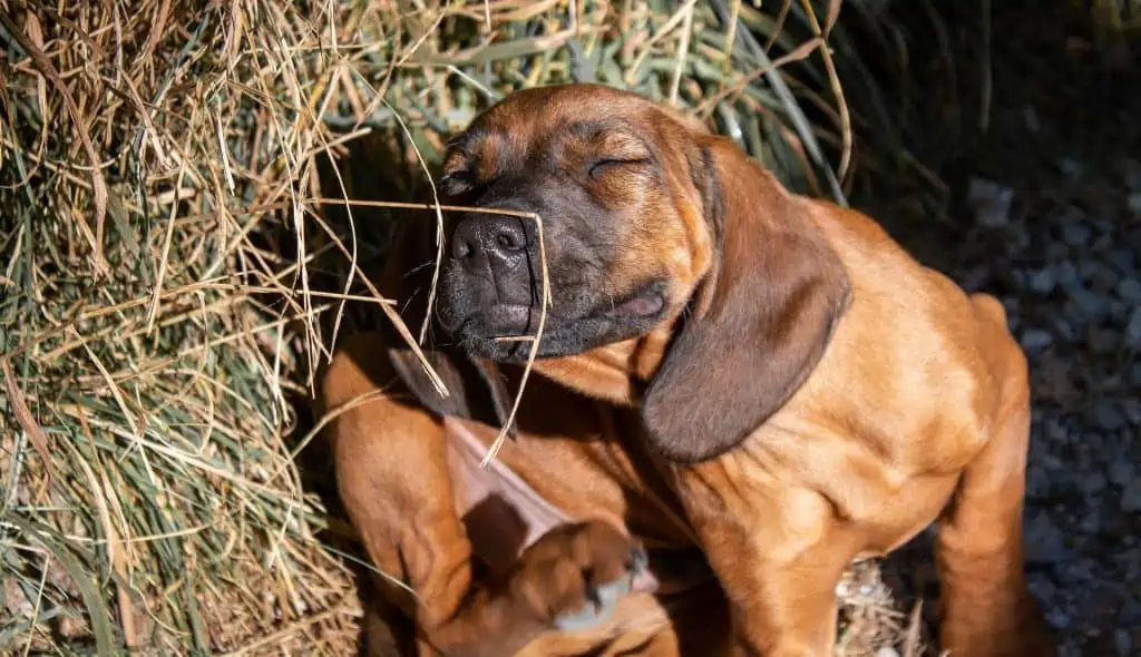 4 puppy in grass scratching