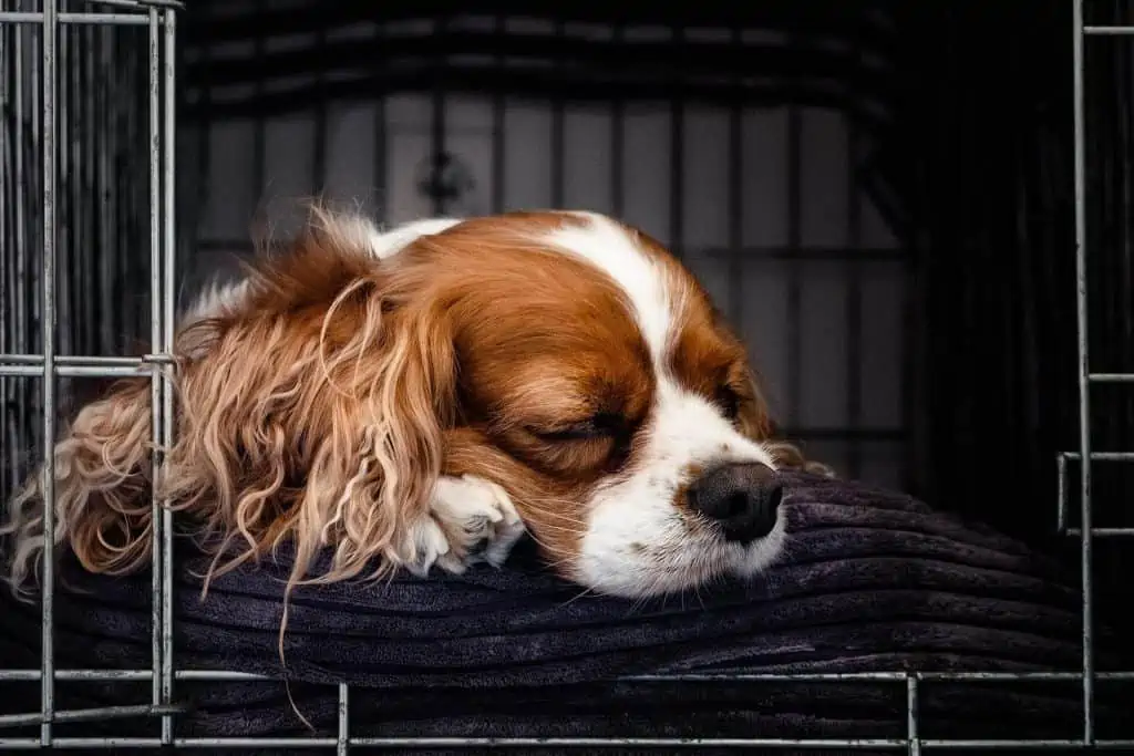 4 puppy in kennel