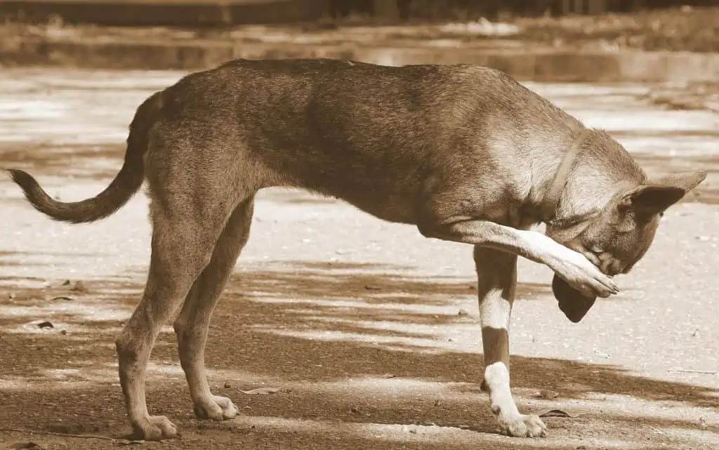 5 dog standing and scratching