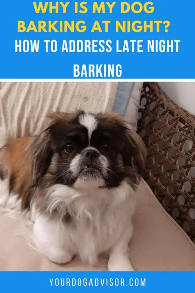 6 dog barking at night