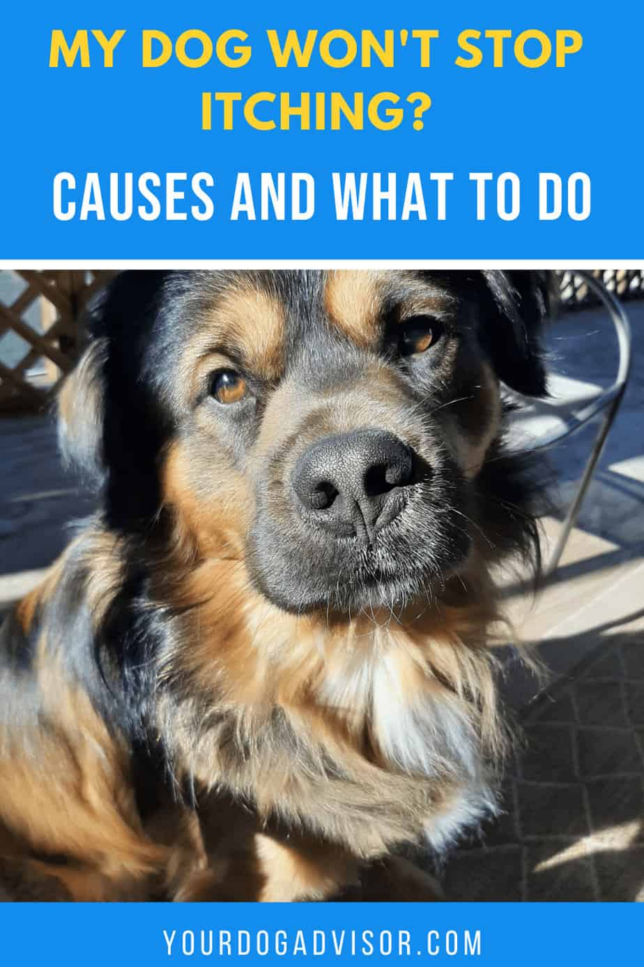 Dog Won't Stop Scratching His Ear at Consuelo Ludwig blog