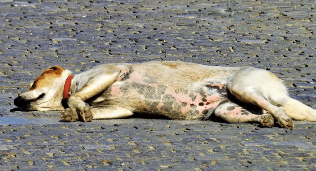 2 dog sleeping on side