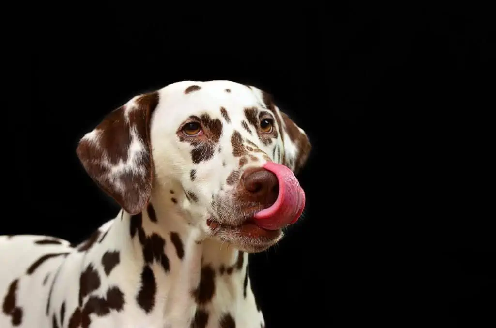 4 dalmation tongue