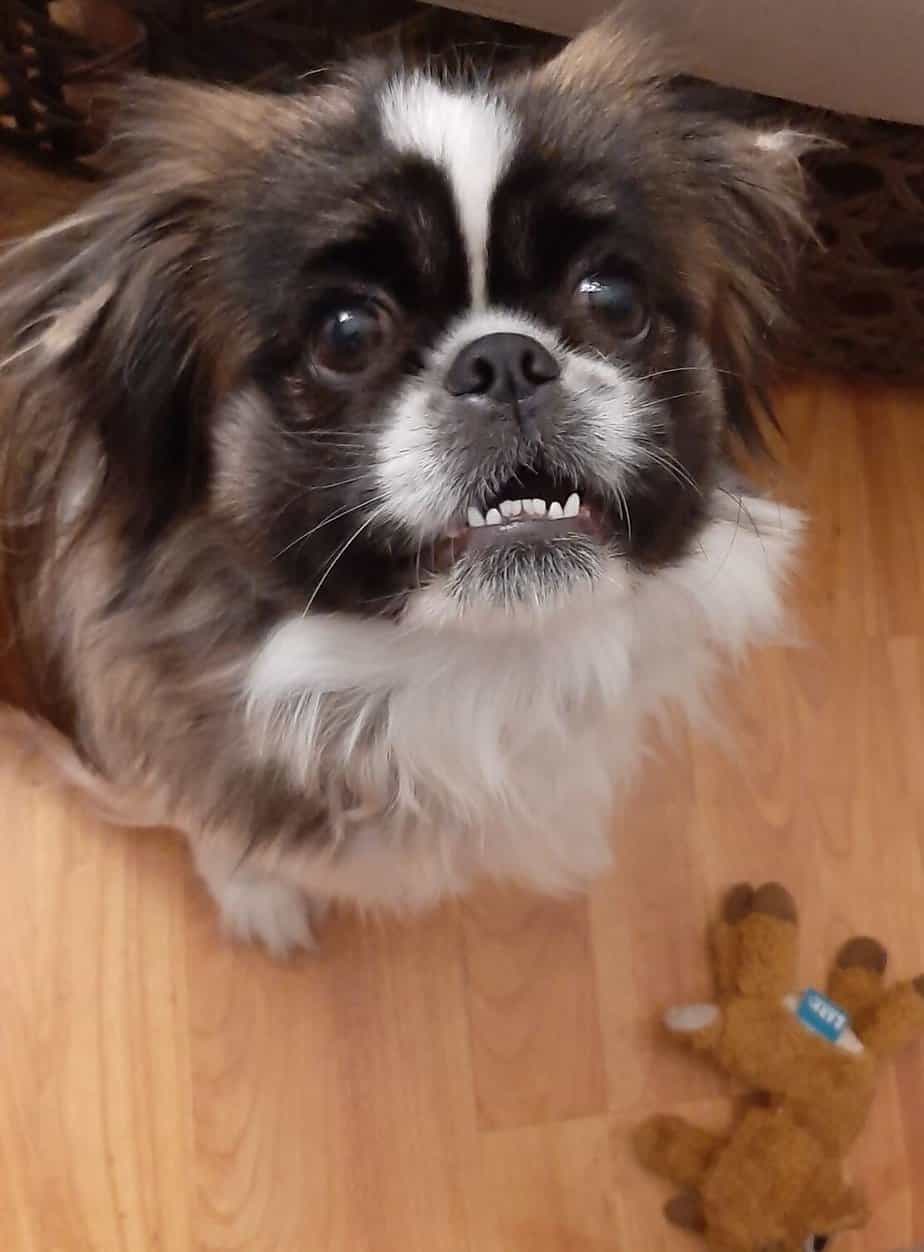 Why is My Dog Throwing up White Foam? What it Means and What to Do