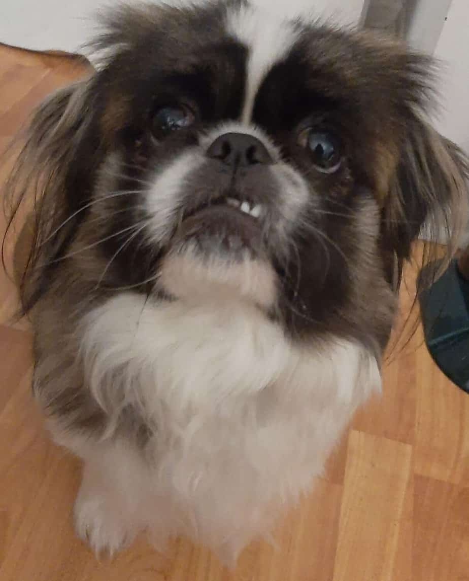 Why is My Dog Always Hungry? Causes and When to Be Concerned Your Dog