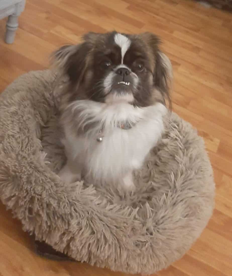 Why Is My Dog Pooping So Much How Much Is Normal And When To Be 