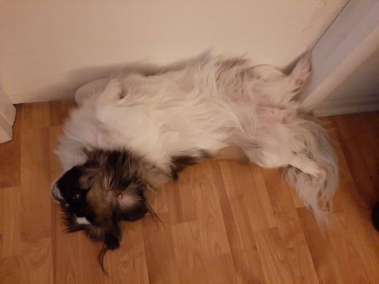 Why is My Dog’s Stomach Hard? Causes and What to Do Your Dog Advisor