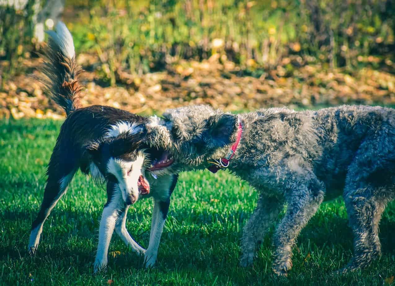 How To Stop Dog Aggression Towards Other Dogs Your Dog Advisor