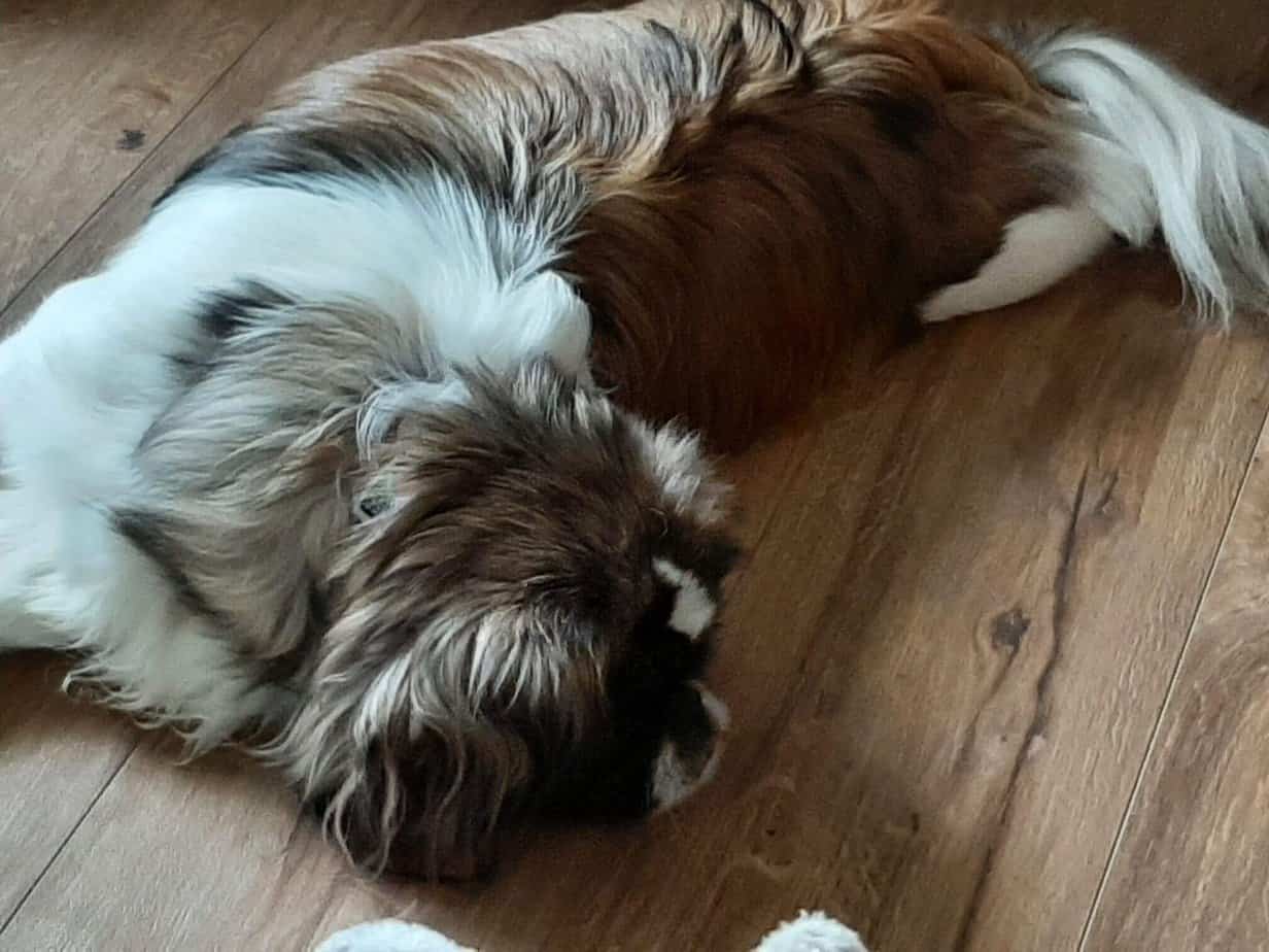 Why is My Dog Pooping So Much? How Much is Normal and When to Be