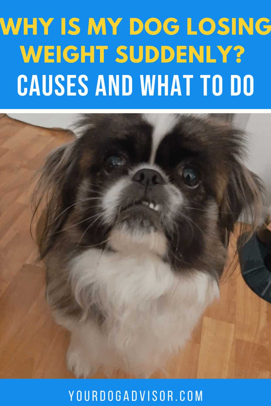 Why is My Dog Losing Weight Suddenly? Causes and What to Do Your Dog