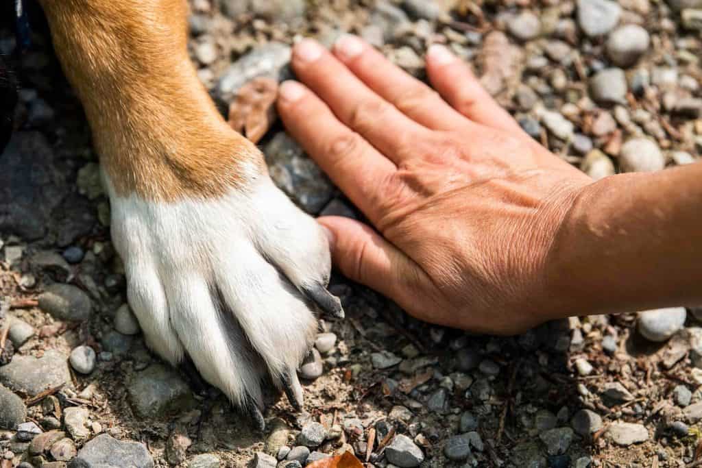 Dog Paw Pad Yeast Infection Causes, Treatments, and Preventatives