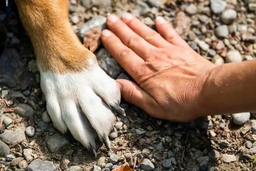 3 dog paw and hand