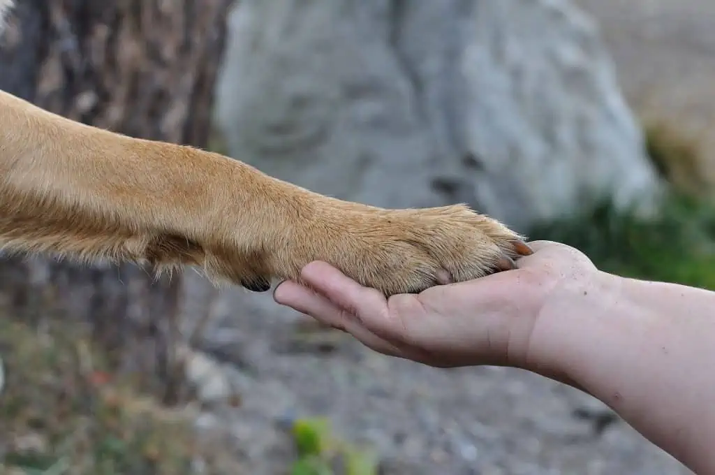 4 hand holding paw