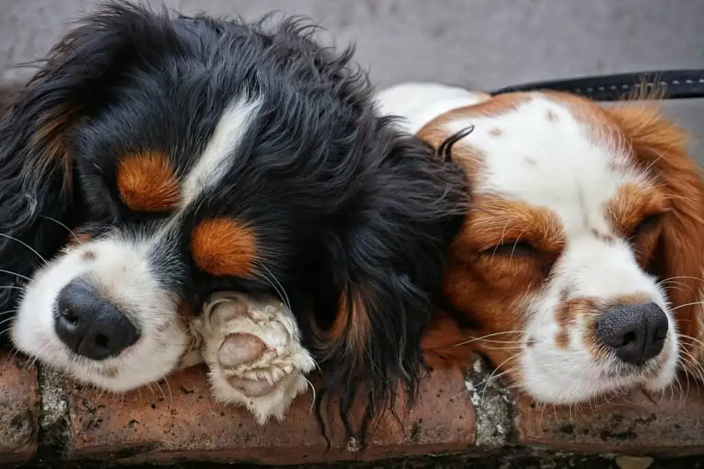 6 two dogs sleeping