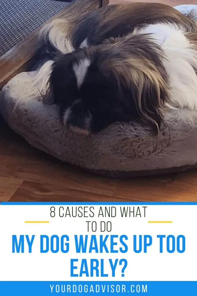 7 dog wakes up too early