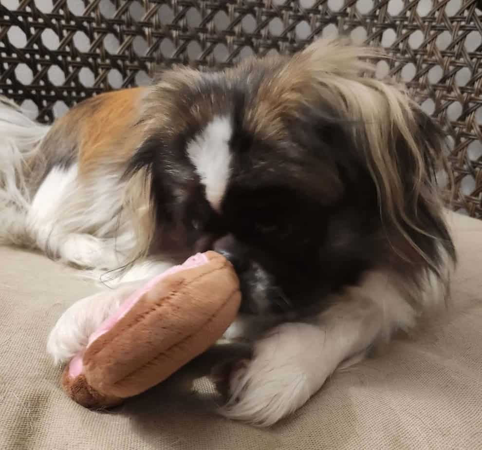 1 puppy with donut