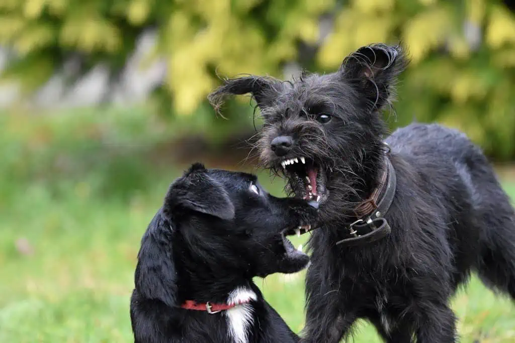 2 canines fighting