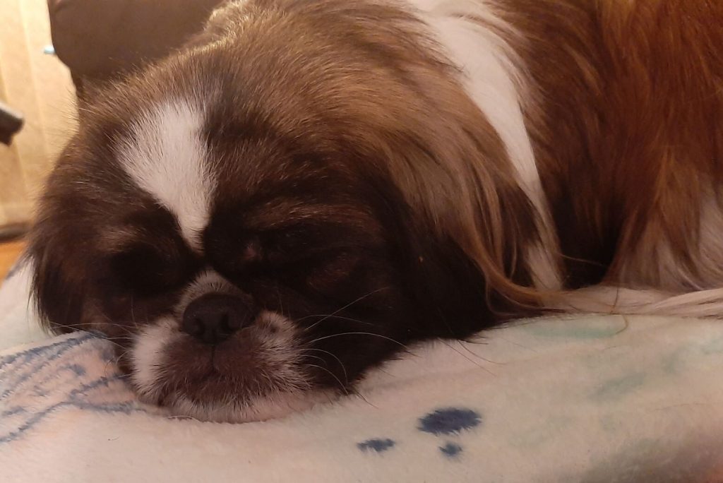 2 puppy sleeping