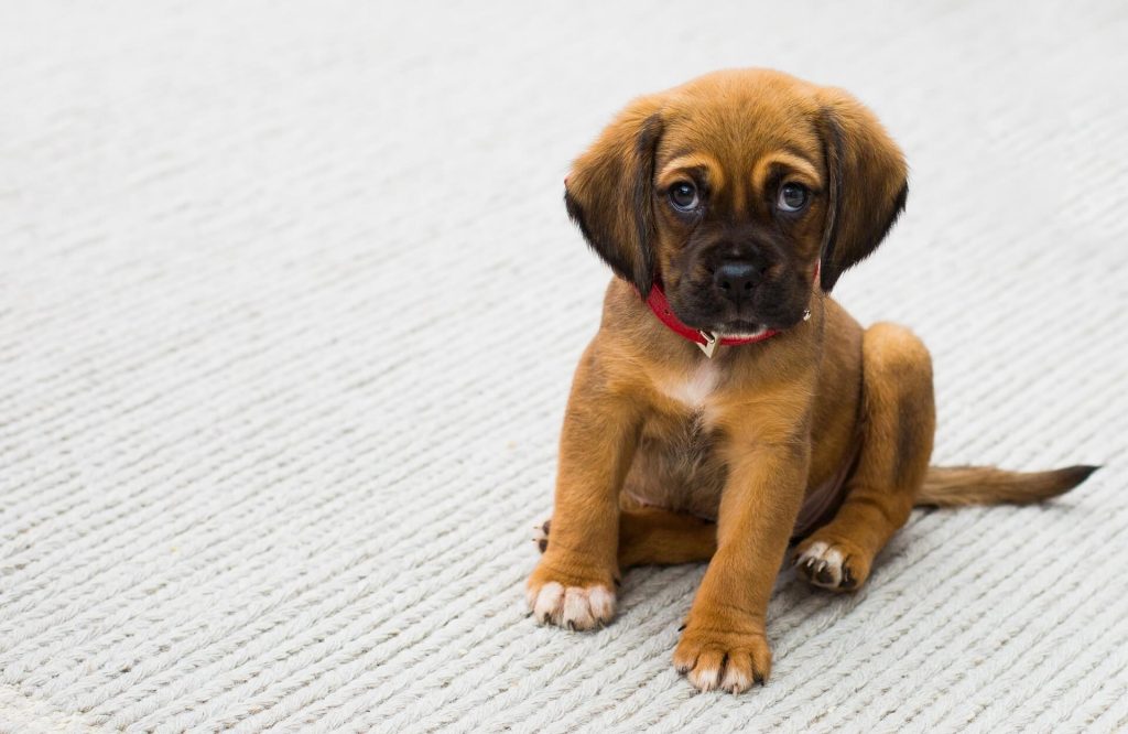 3 brown puppy staring