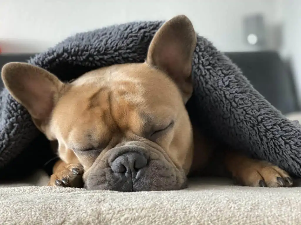 3 bulldog in blanket