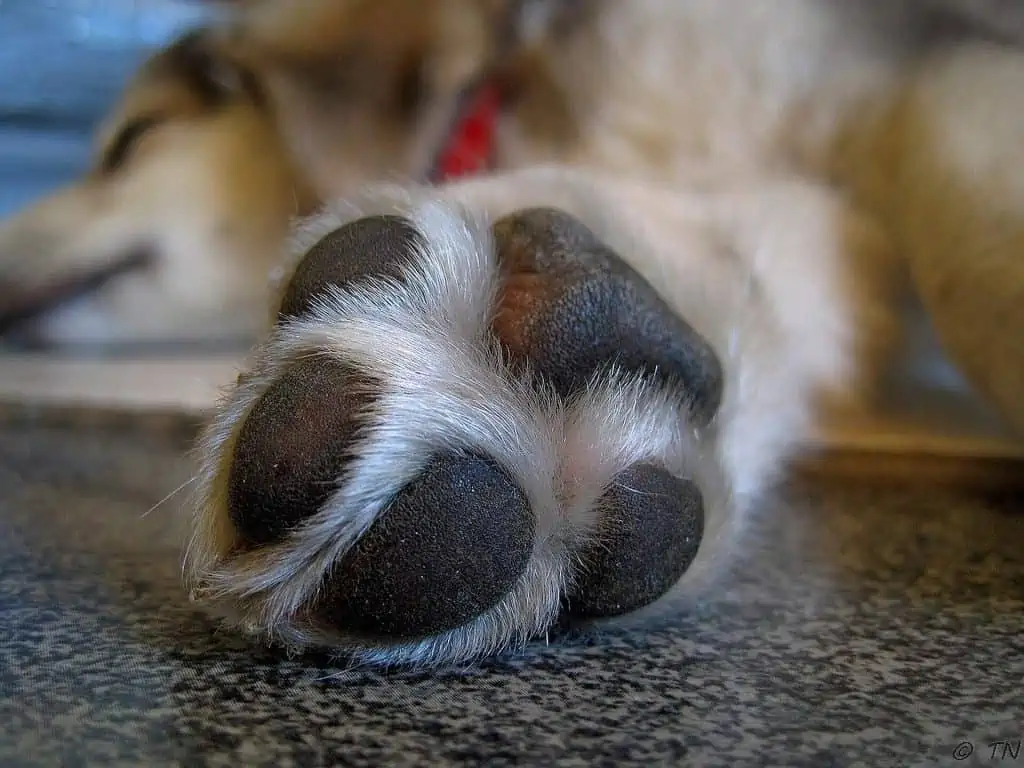 3 dog paw