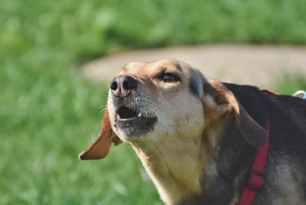 3 hound barking