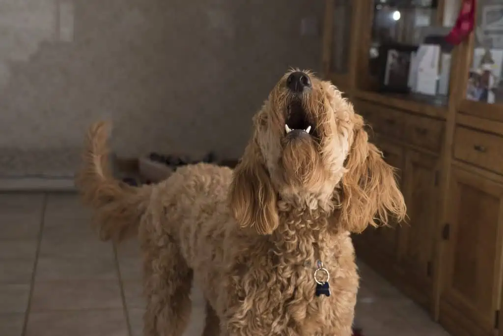 4 brown dog hairy dog barking