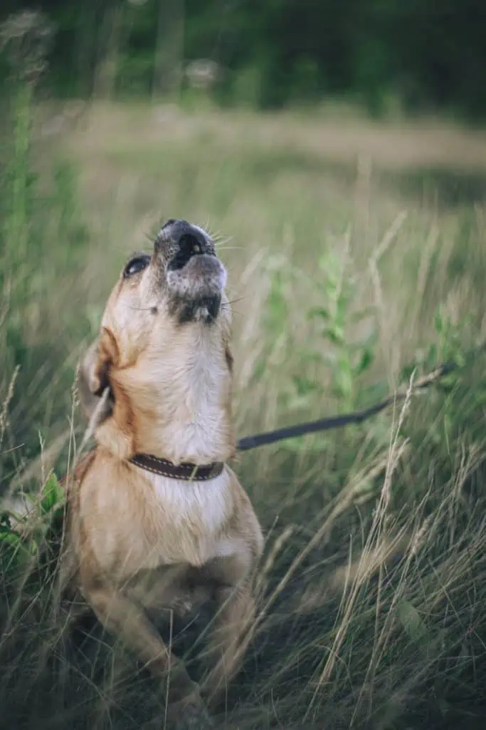 5 a pug mix barking outside