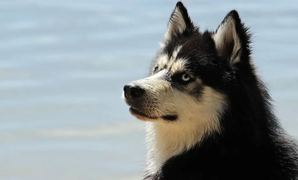 5 husky looking back