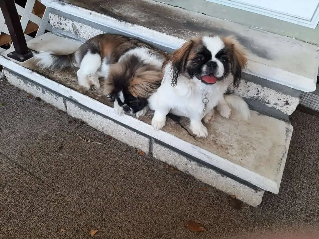 5 peke puppies on steps