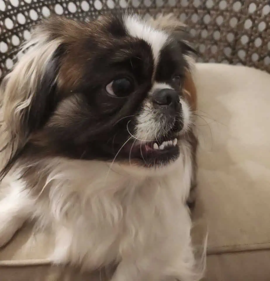 5 puppy smiling on chair