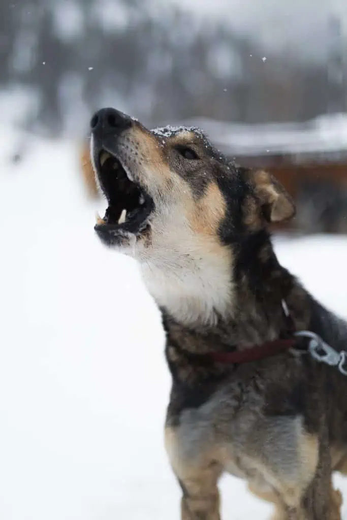 6 a dog in the snow barking