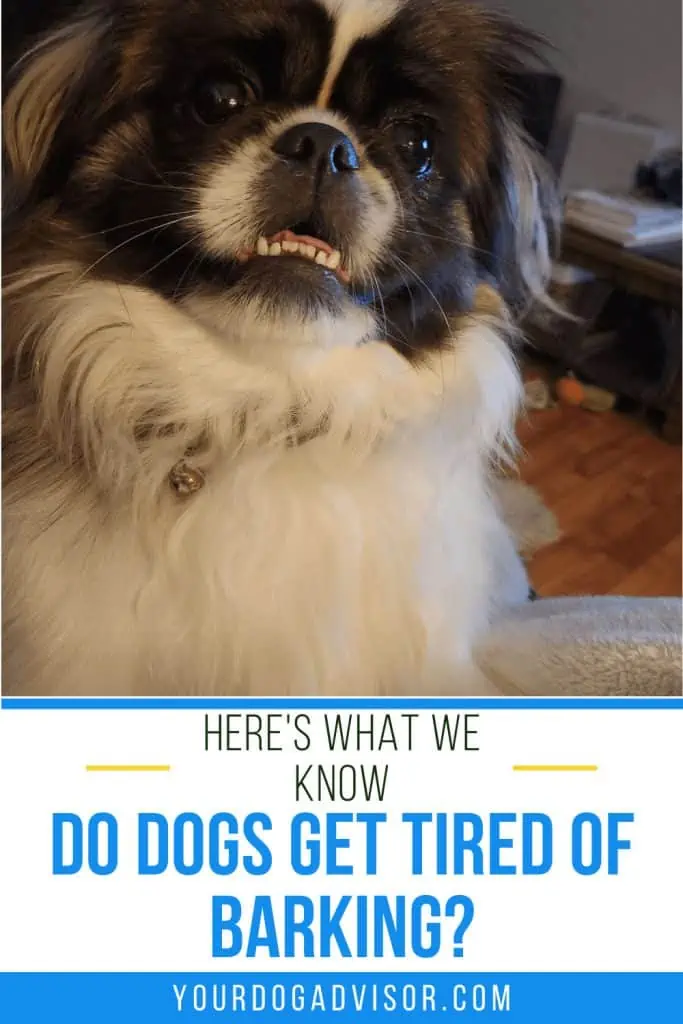 6 do dogs get tired of barking